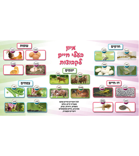 בעלי חיים 17-140