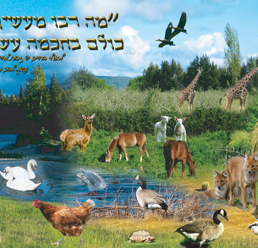 מה רבו 7-5