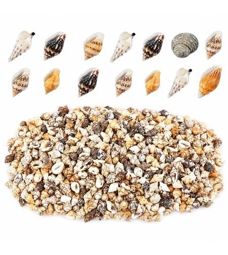 מארז צדפים טבעיים קטנים ליצירה ועיצוב – 600pcs Mini Natural Sea Shells Set