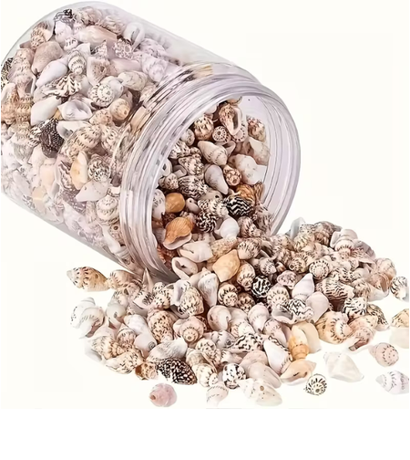 צדפות ים טבעיות לקישוט (כ-400 יחידות בצנצנת זכוכית)