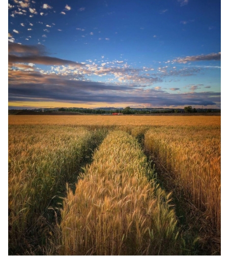 100 דונם חקלאי פרטי למכירה באזור בנימינה - גבעת עדה