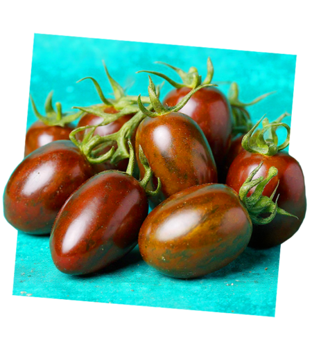 עגבניה שרי מנומר