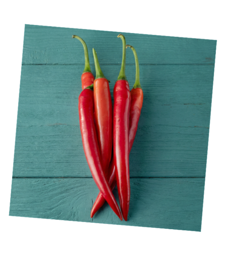 פלפל צ׳ילי חריף