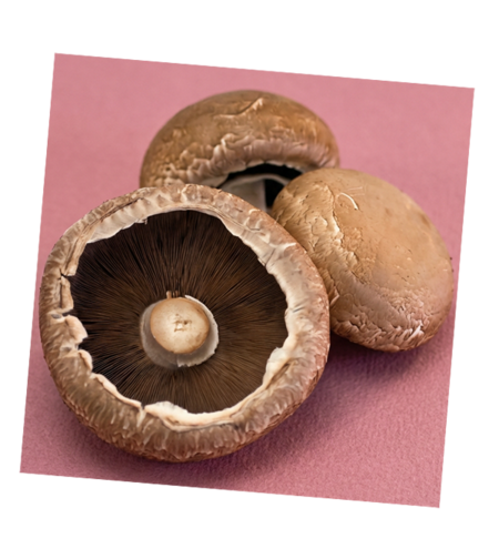 פטריות פורטבלה