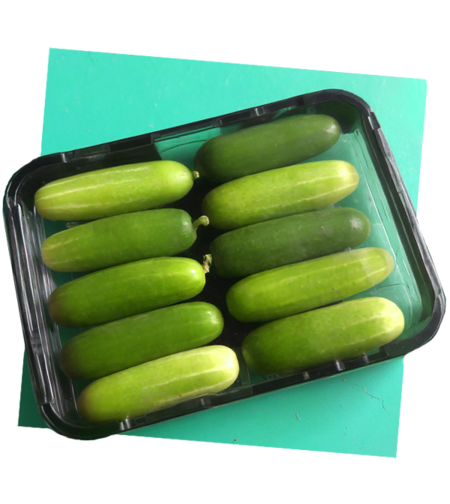 מלפפון בייבי