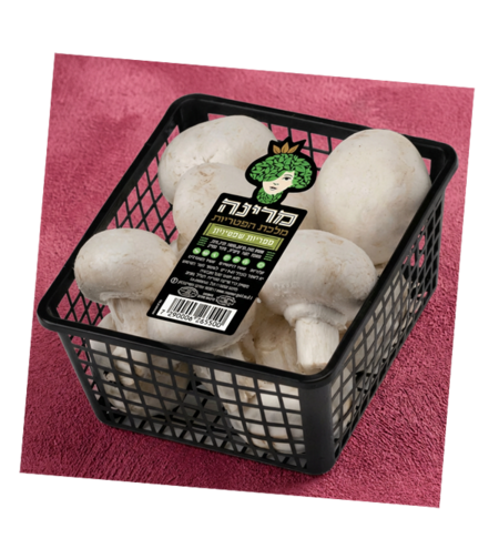 פטריות שמפיניון