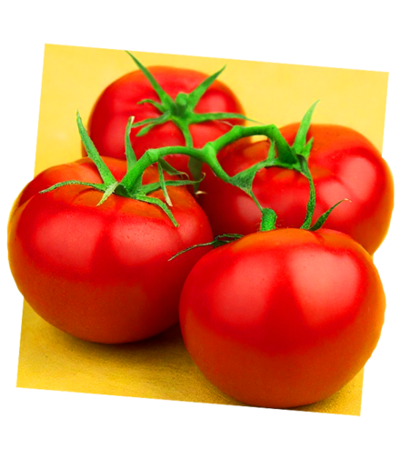 עגבניה אשכולות