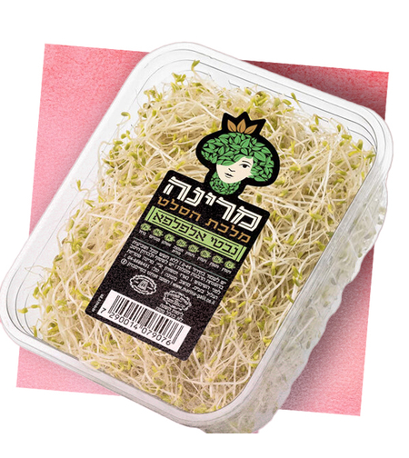 נבטי אלפלפא