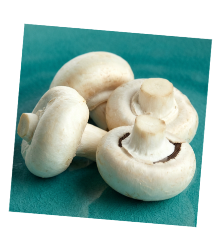 פטריות שמפיניון תפזורת