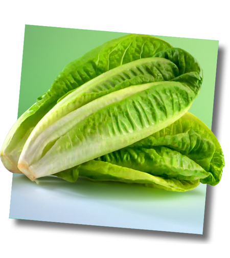 חסה לבבות קיסר