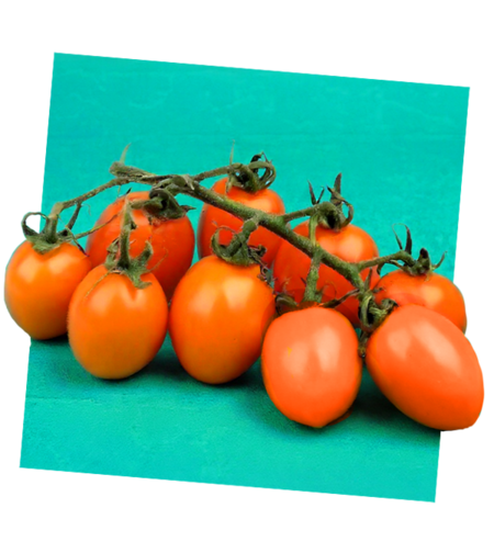 עגבניה שרי כתום