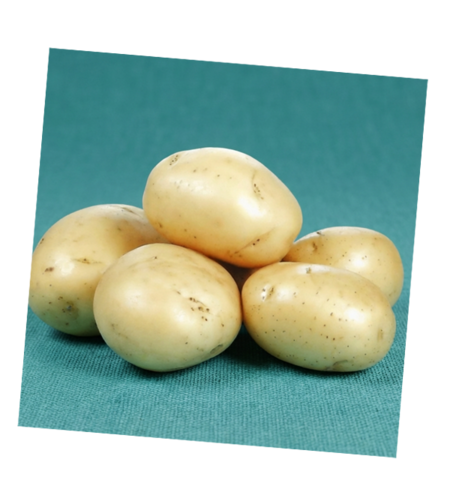 תפוח אדמה לבן בתפזורת