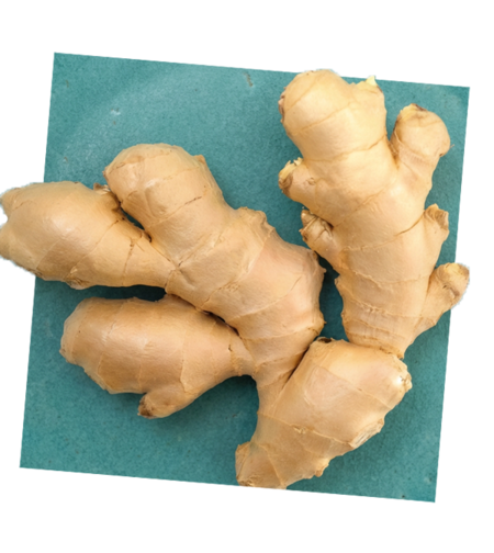 שורש ג׳ינג׳ר (זנגביל)