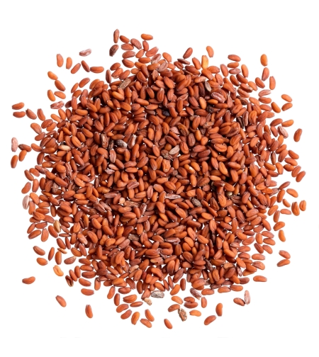 حب الرشاد