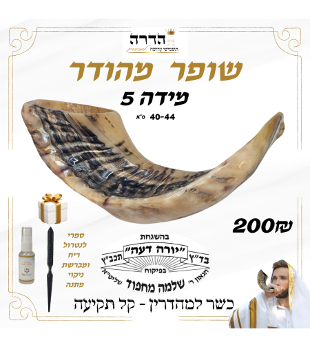 שופר מהודר קל תקיעה מידה 5 הרב מחפוד