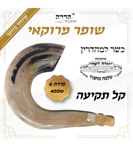 שופר מרוקאי מהודר מידה 6 הרב מחפוד