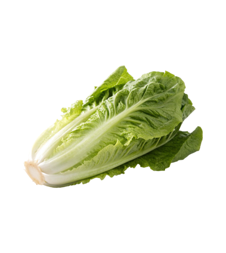 חסה ערבית | לפי יחידה