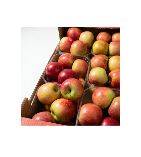 תפוח עץ סאן דאונר | לפי 1 קילו