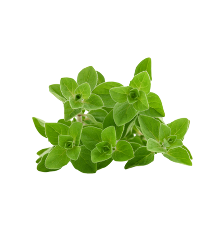 אורגנו טרי | באריזה