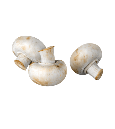 פטריות שמפיניון | מארז