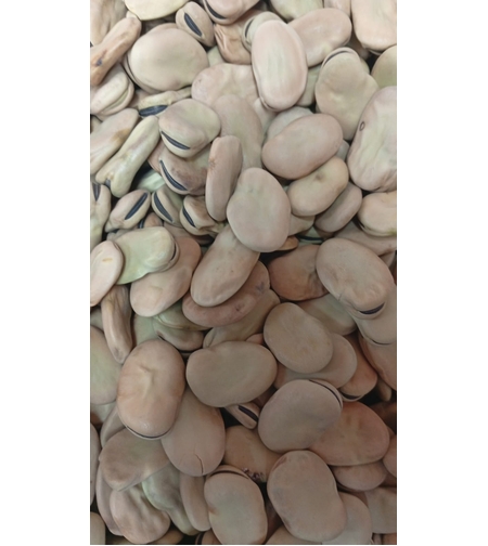 פול ענק 1 קילו