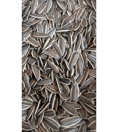 גריעני חמניה קלויים ללא מלח 400 גרם