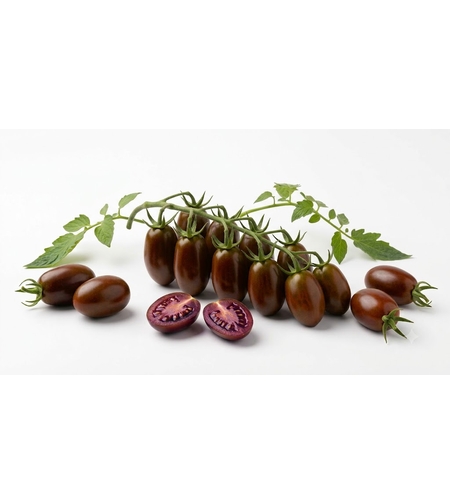 שרי שחור