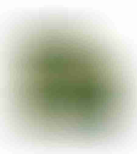 LELAS Vert