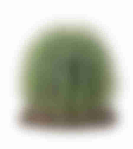 דקורציה צמח קקטוס סונורה במידות 13X15X15 ס