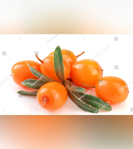 אובליפיחה קפוא 1 ק