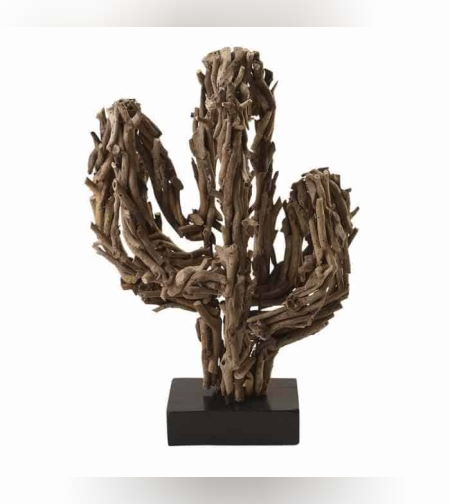 קקטוס מעצי סחף