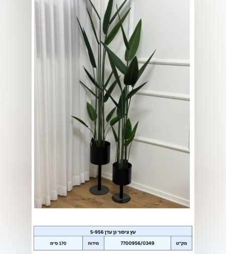 עץ ציפור גן עדן