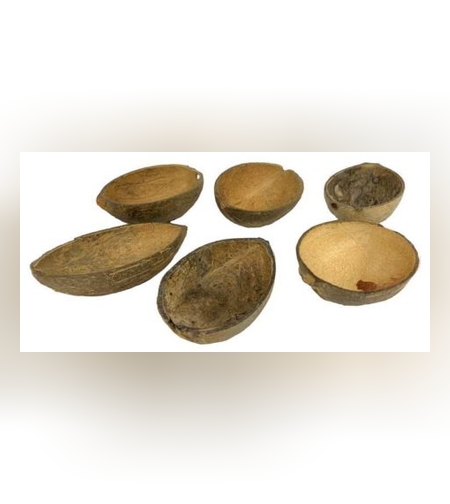 חב' 6 קערית מחצי אגוז קוקוס טבעי