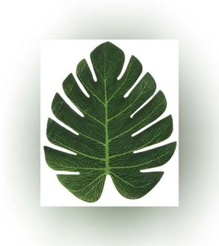 חב' 6 פליסמנט עלה פילדנדרום 20/24 ס'מ