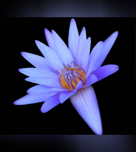 פרחי לוטוס כחול