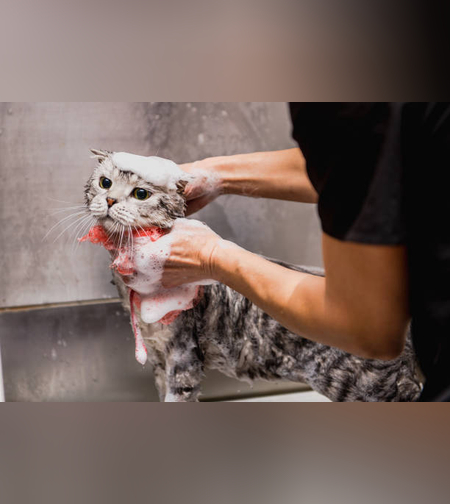 סבון חתולים