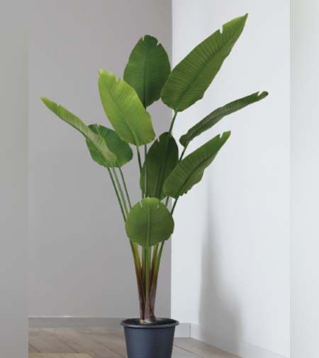 עץ STERLITZIA 95/95/185 CM