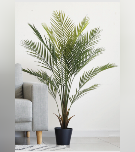 עץ KWAI  80/80/150 CM