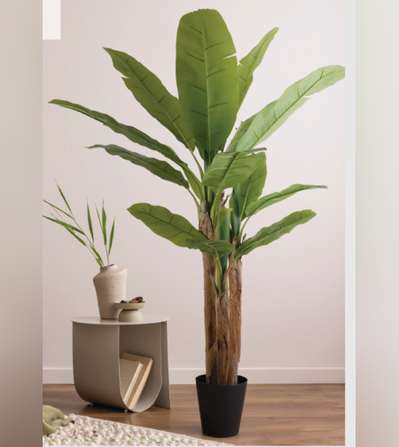 עץ בננה 53/53/190 CM