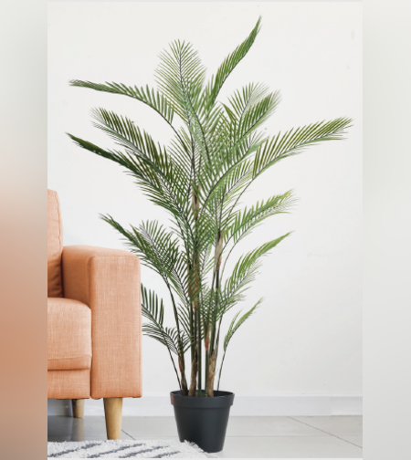 עץ KWAI SINGAL 65/65/120 CM