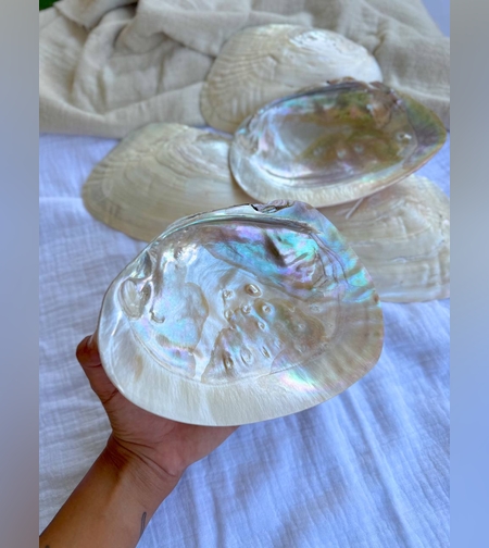 צדף אם הפנינה