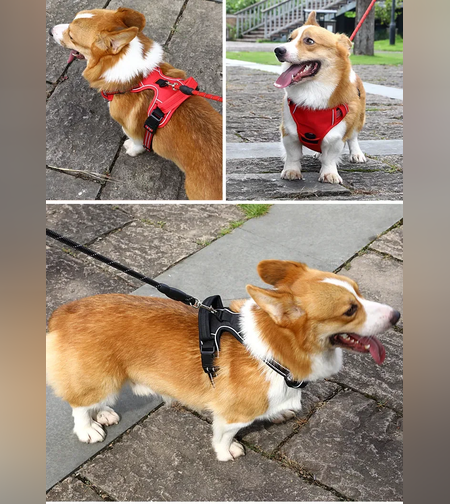 ווסט רתמת כלבים