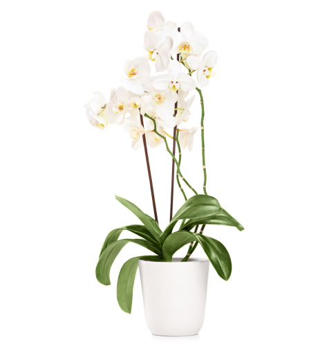 White Orchid with Two Branches