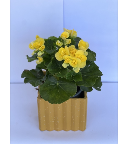 Begonia with Flowerpot