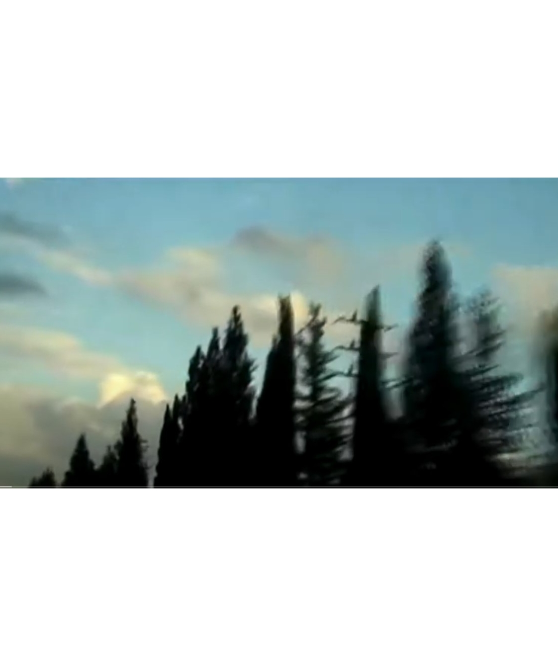 וידאו ארט ברושים | Cypress