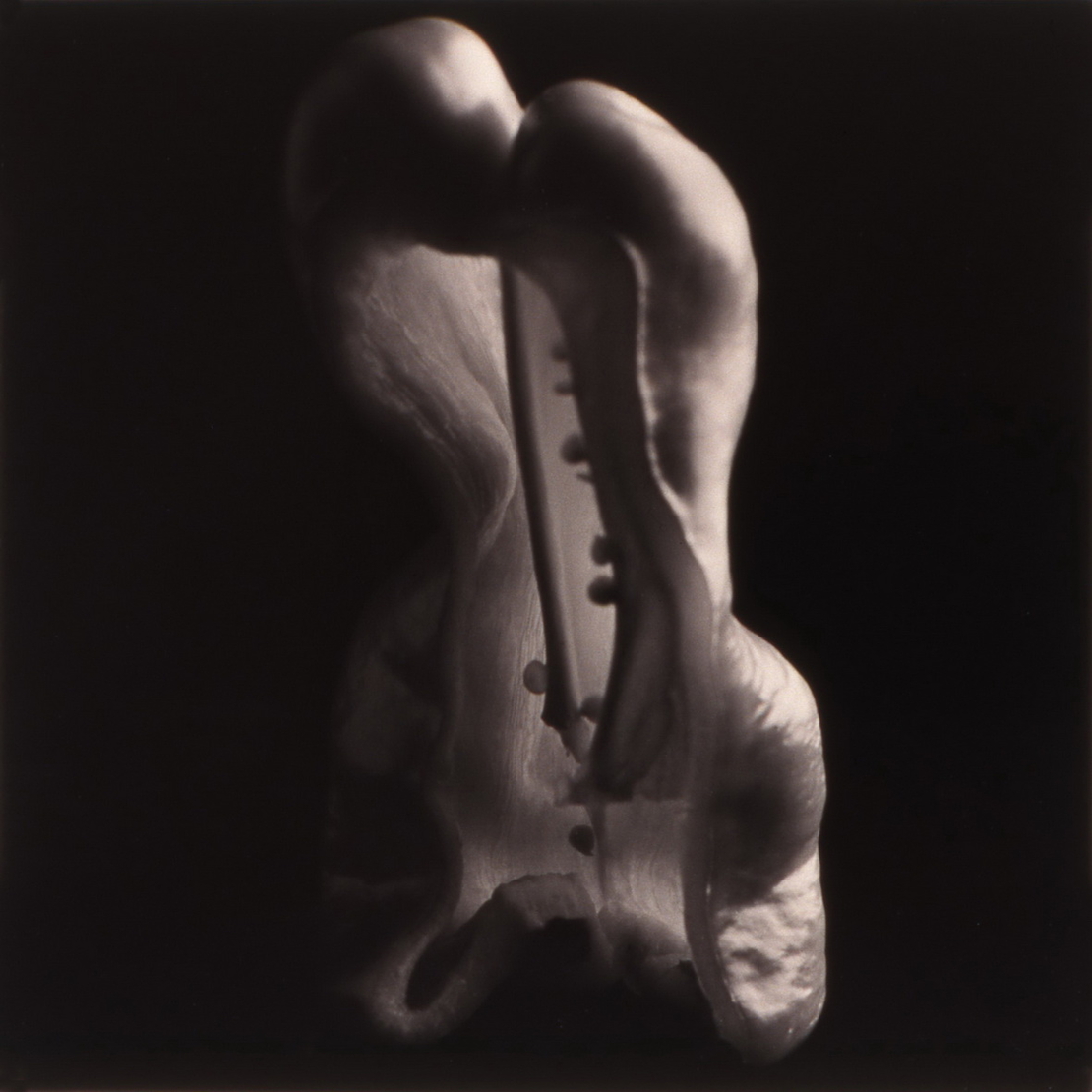 טבע דומם | still life