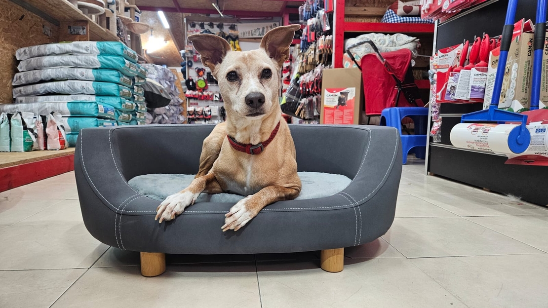 מיטה מעוצבת מהודרת לכלב / לחתול