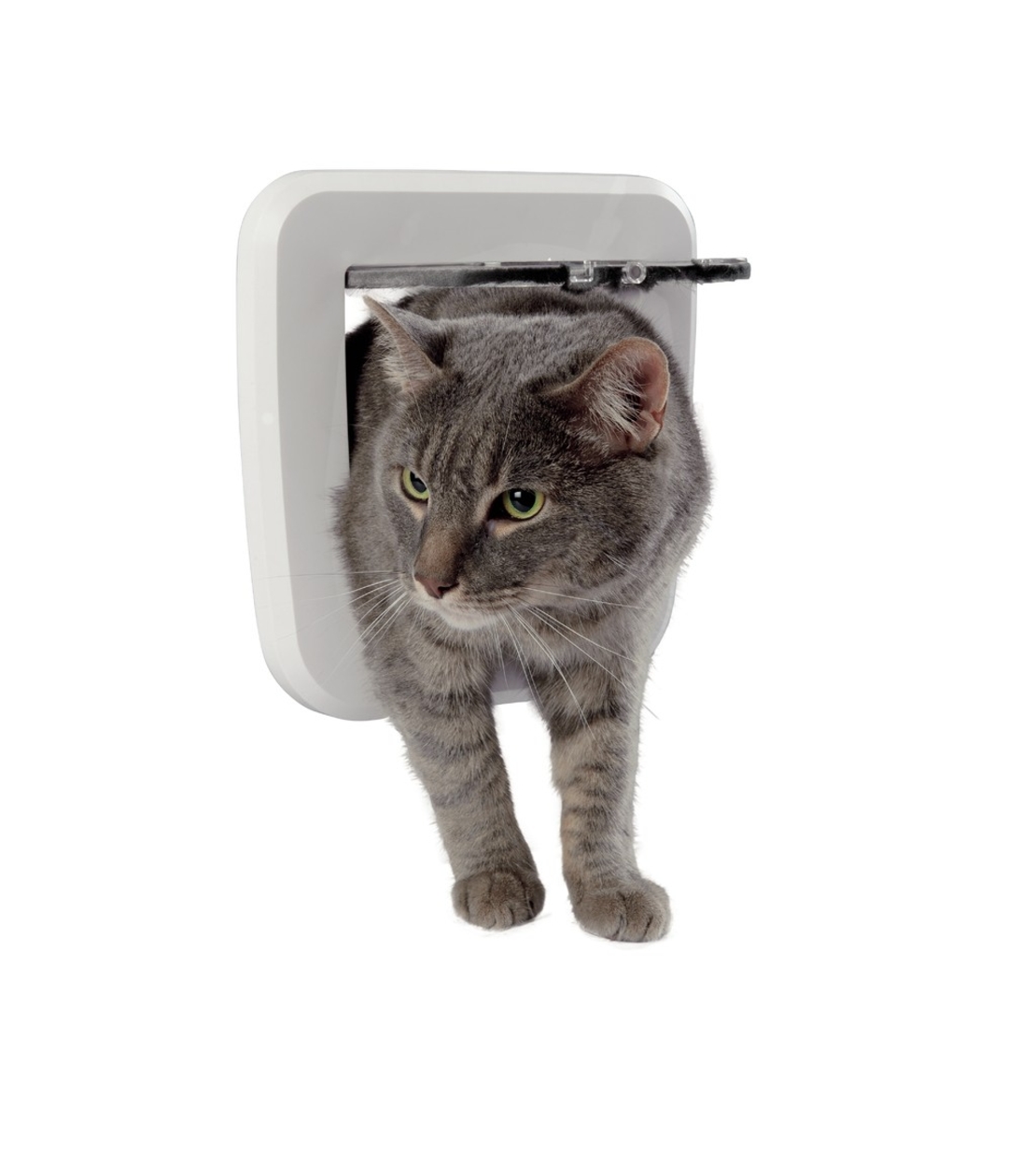 דלת חתולים מתנדנדת - IN&OUT