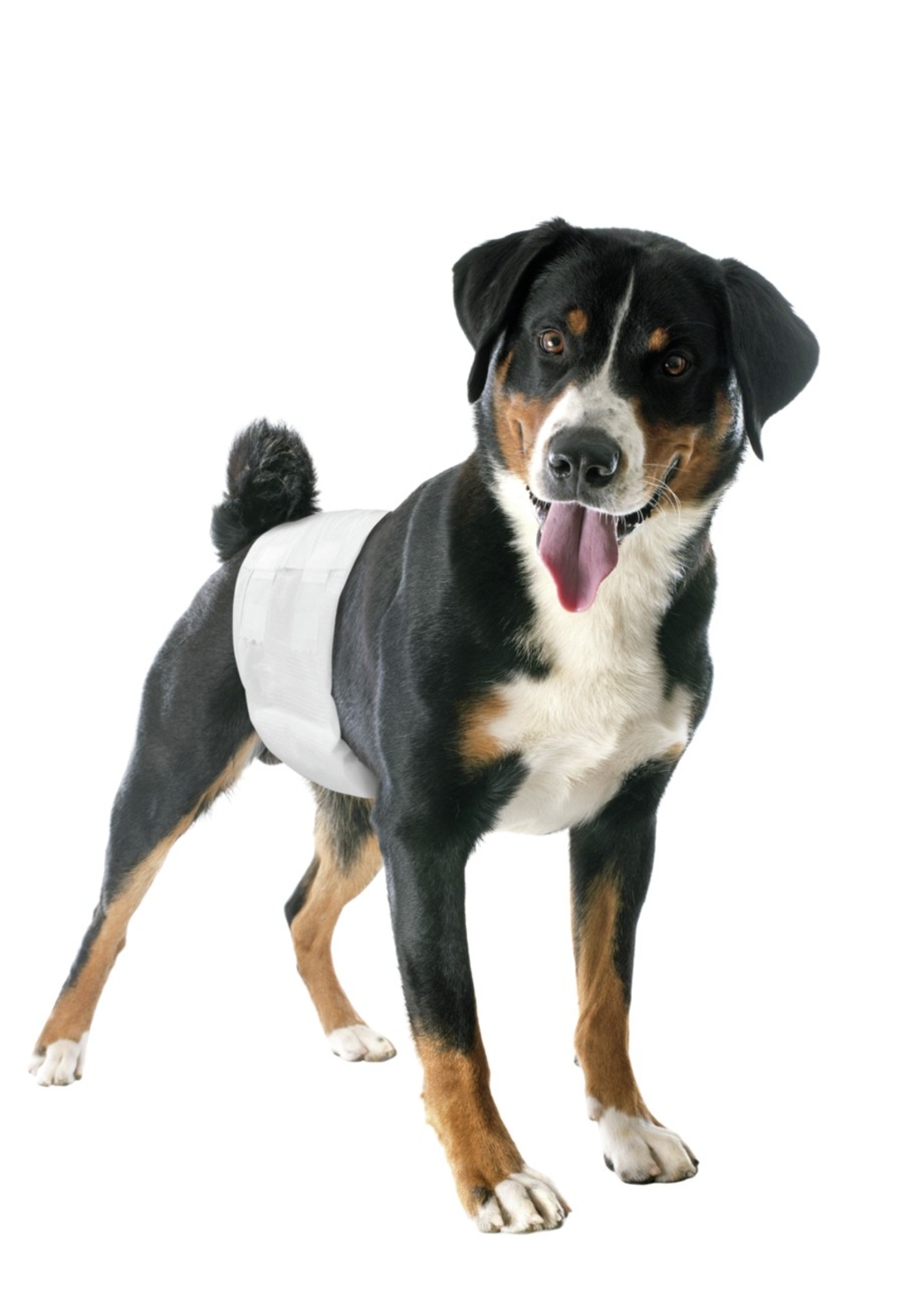 טיטולים לכלב - זכר - קמון