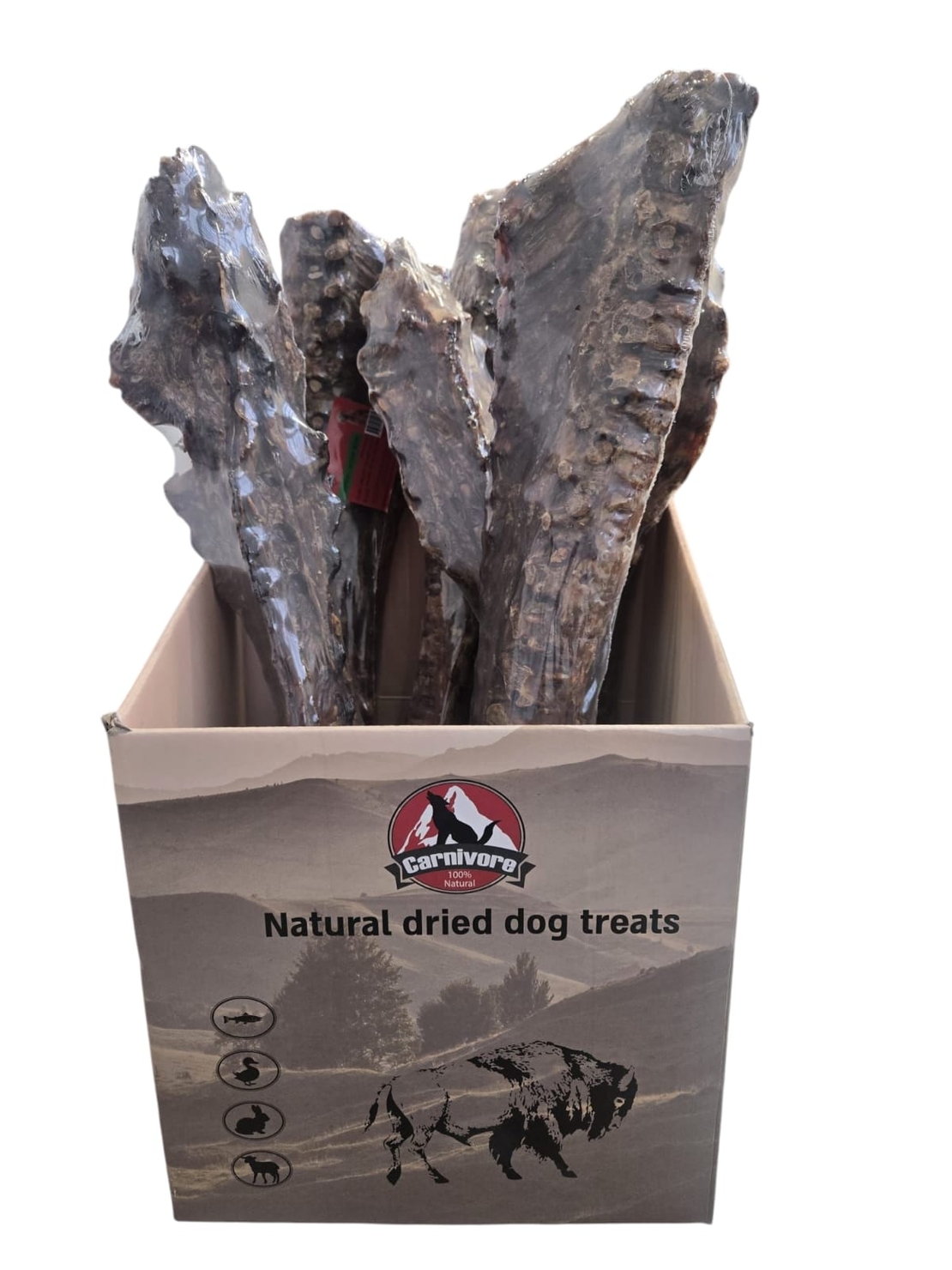 קרניבור - עצם עמוד שידרה 60 ס